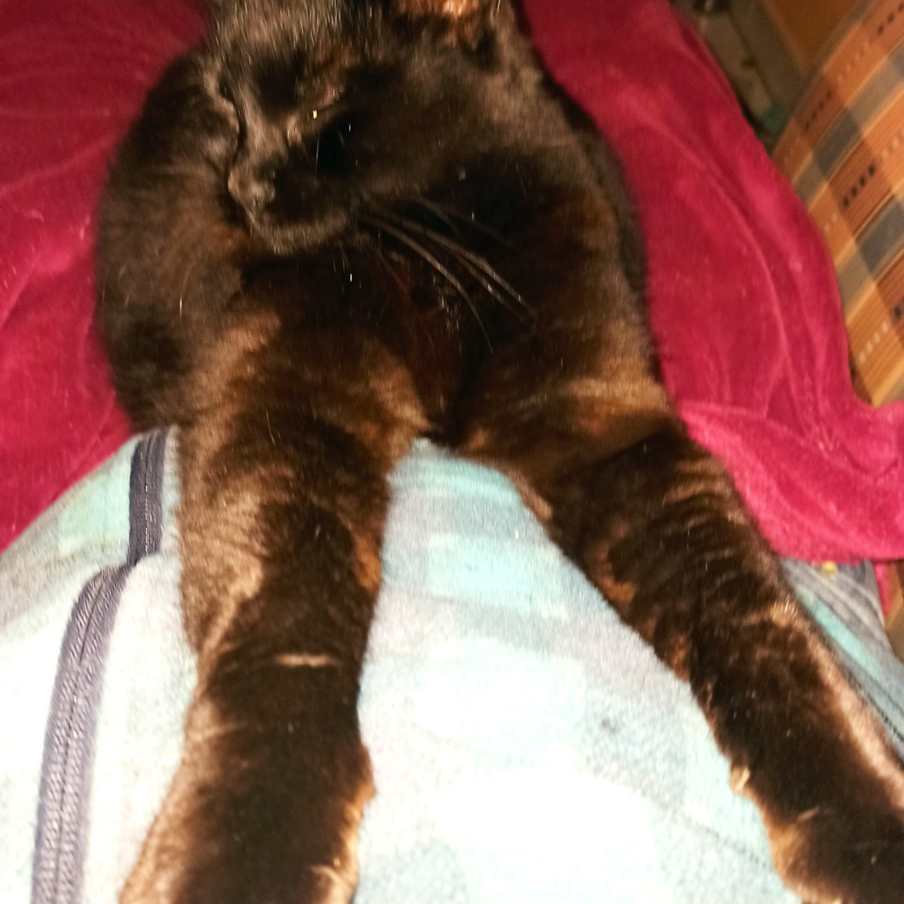 Chat