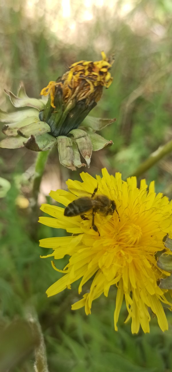 Abeille sur un pissenlit